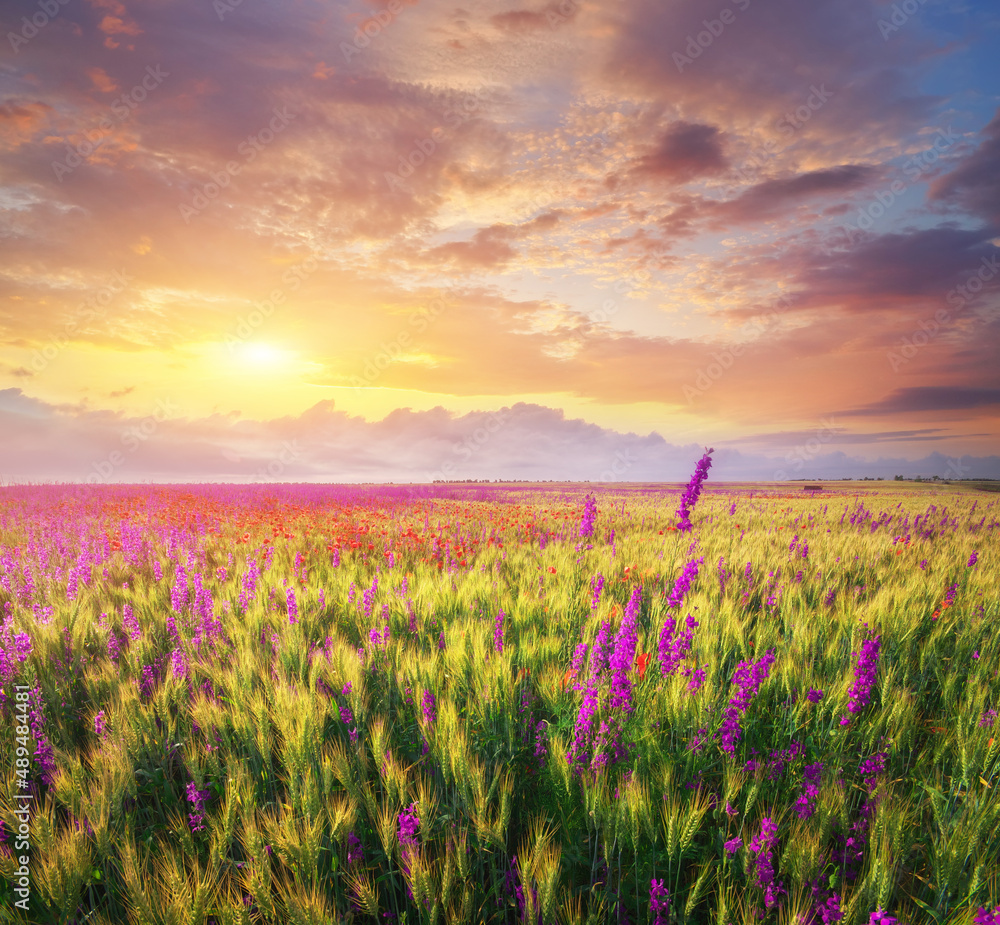 Spring violet flowers in wheat meadow.