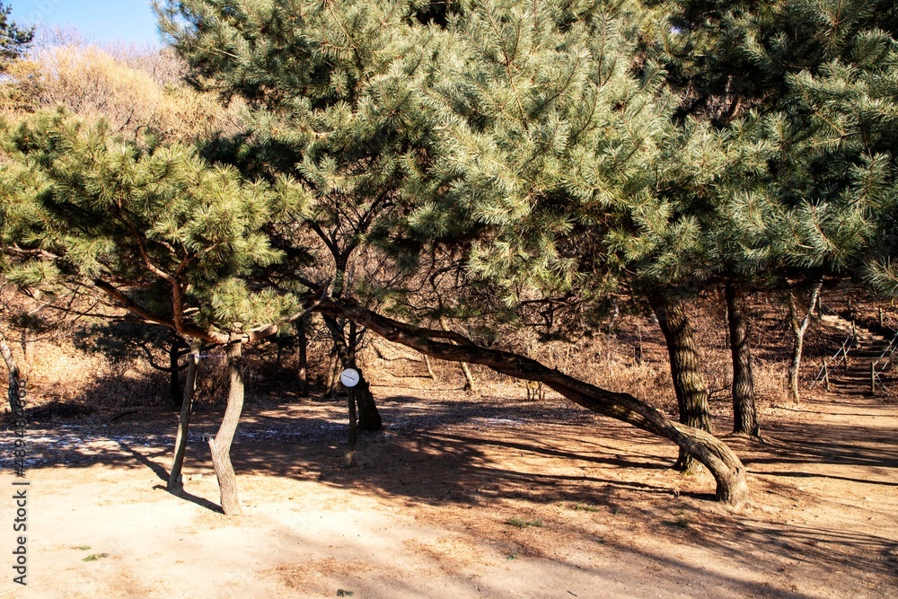 Fototapeta premium 검단산