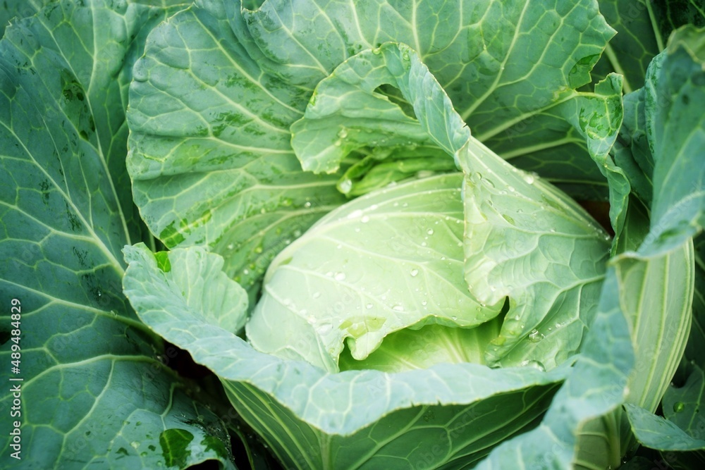green cabbage with water drops on leaves in morning light. full frame. beauty in nature. organic vegetable. green cabbage with water drops on leaves in morning light. full frame. beauty in nature. organic vegetable.