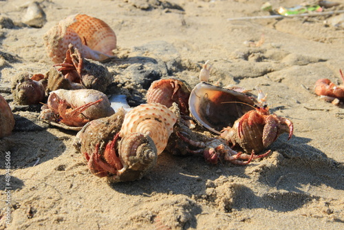 Vászonkép Discarded hermit crabs