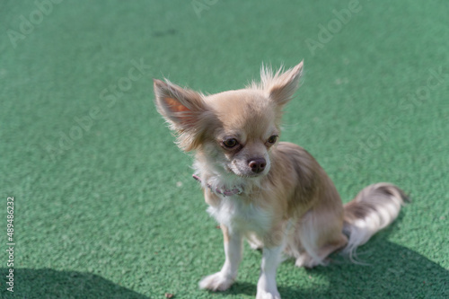 Portrait of a Chihuahua dog against a green background. The pet is sitting on the green surface of the sports field. Outside. Daytime.