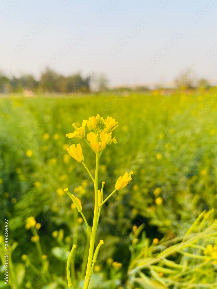 Obraz premium Yellow Bloom