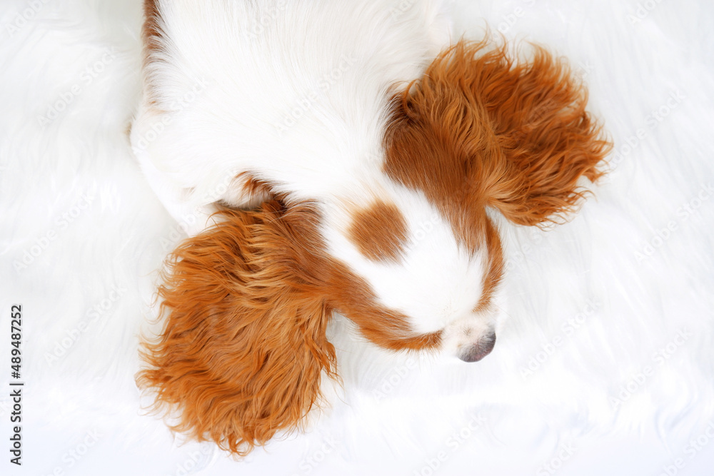 A little King Charles Spaniel puppy lies on a white fur rug with brown ears spread out in different directions and looks out the window.A white dog with orange spots on a light background.Top view