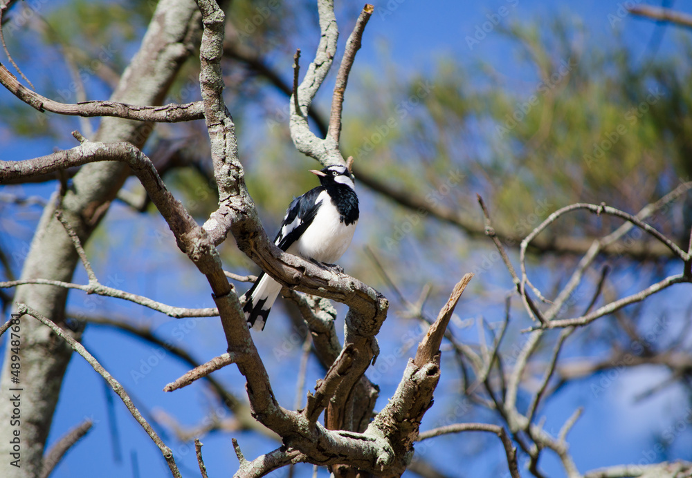 Single Magpie-lark bird on a branch of the tree at a forest in Australia. Single Magpie-lark bird on a branch of the tree at a forest in Australia.