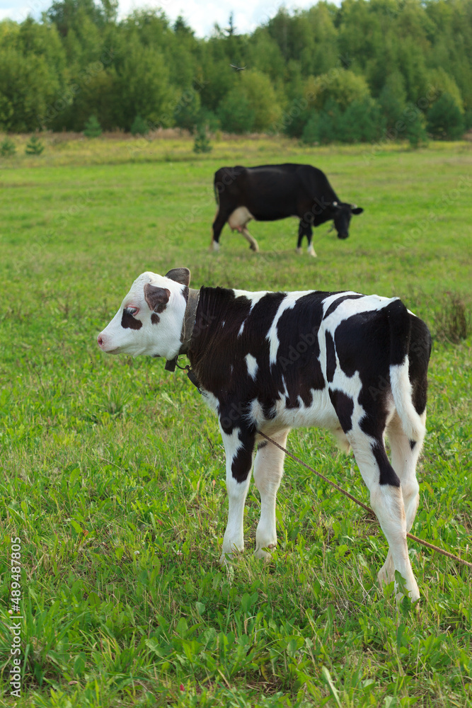 Young calf and cow on a grassland. Organic animal feeding. Natural farming. Russian countryside.