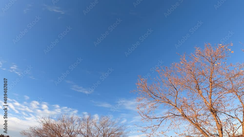 Winter pastel blue sky abstact orange trees brunches and clouds, clouds above dry trees. sun light rays beam from high in the atmosphere. panoramic view environment in the country. nature background Winter pastel blue sky abstact orange trees brunches and clouds, clouds above dry trees. sun light rays beam from high in the atmosphere. panoramic view environment in the country. nature background
