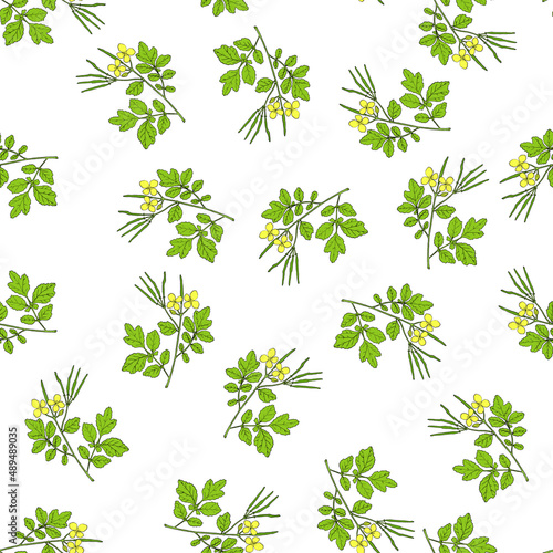 Fototapeta Naklejka Na Ścianę i Meble -  Seamless pattern with celandine, medicinal plant