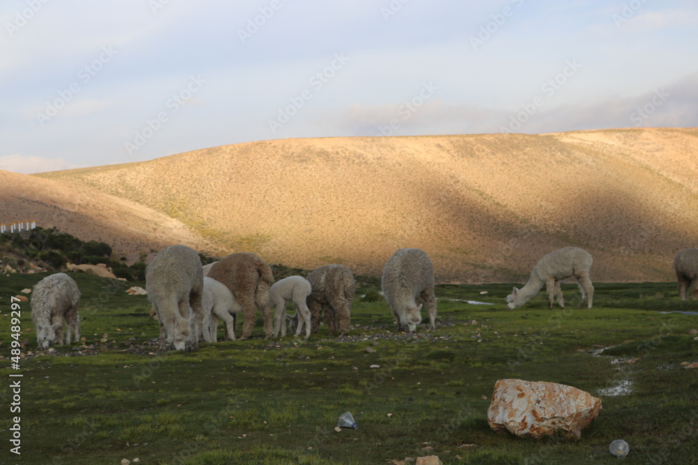 Naklejka premium ovejas comiendo cesped