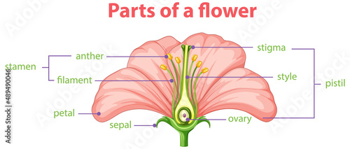 Diagram of different part of flower