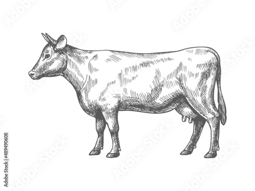 Sketch of a cow