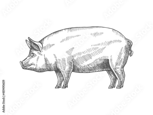 Sketch of a pig