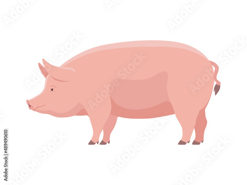 Vector big fat pig