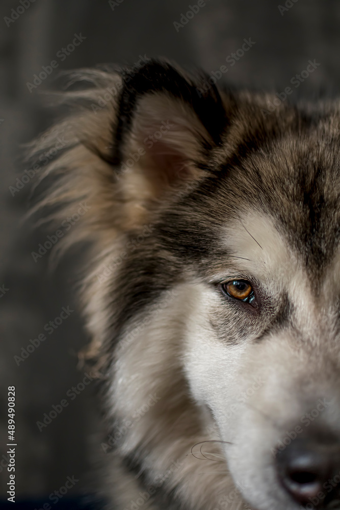 Dark creative Malamute portrait. One brown eye closeup in a study. Fluffy ears, black wet nose, lovely look. Selective focus on the details, blurred background.