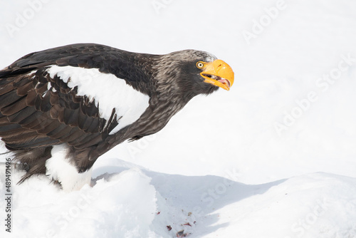 Steller s sea eagle feeding on the ice