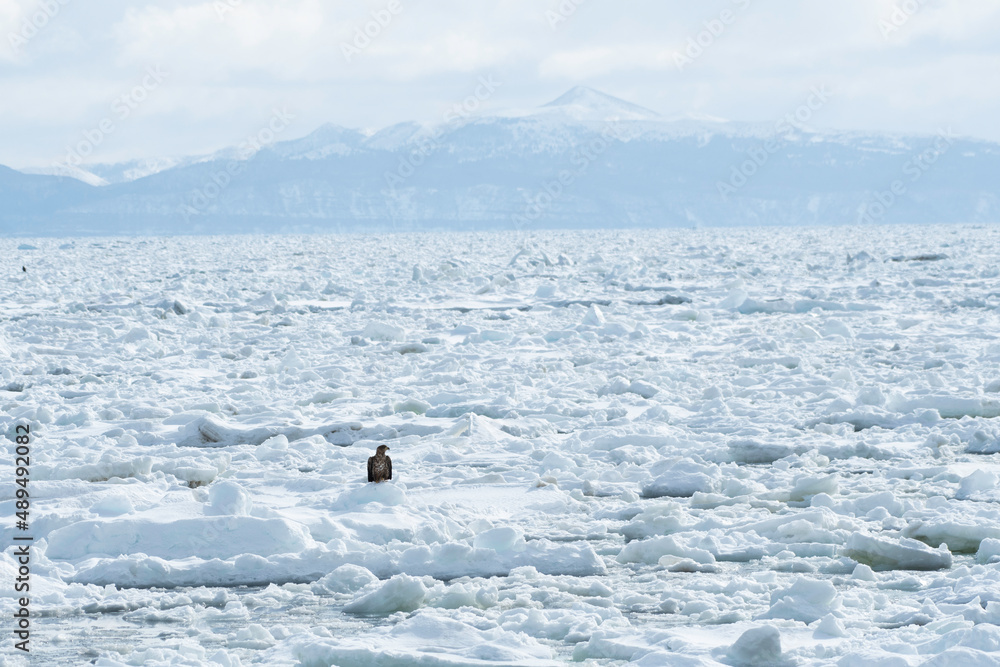 View of Kunashiri Island with white-tailed eagle