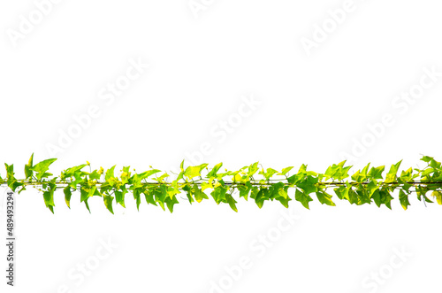 Green climbing plant on electric cable wire isolated on white background.