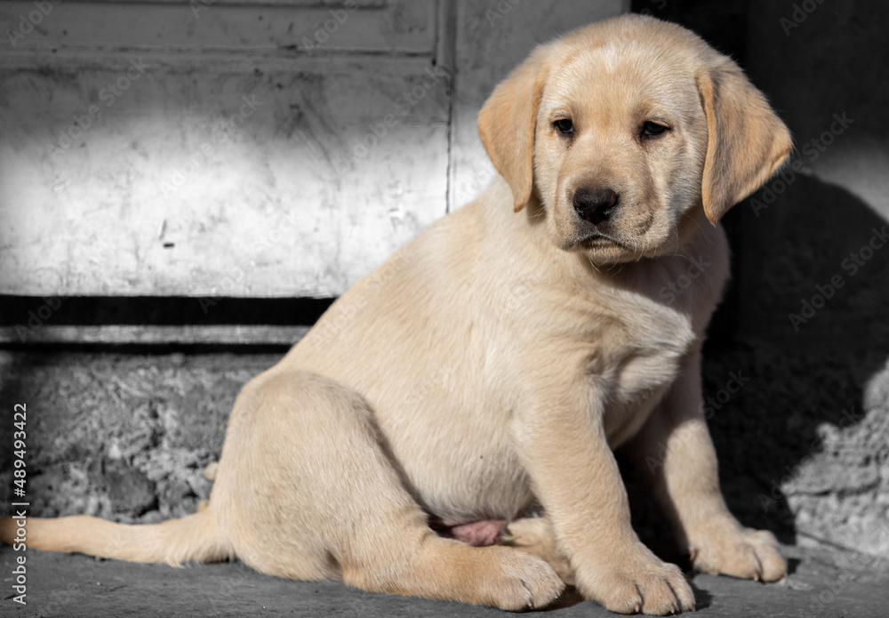 a close-up of a Labrador Retriever puppy