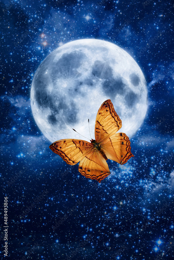 moon and butterfly moon and butterfly
