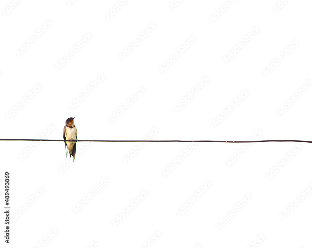 Alone bird perching on power cable lines isolated on white background. Alone bird perching on power cable lines isolated on white background.
