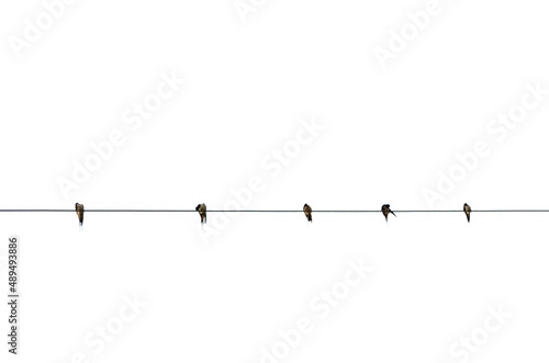 Five little black birds perching on power cable lines isolated on white background.