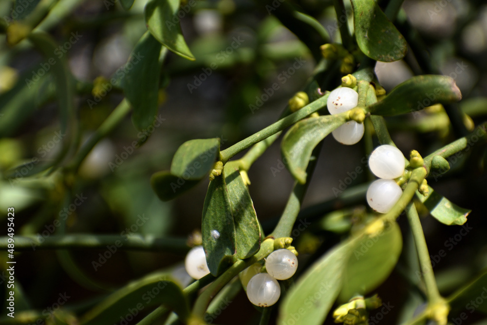 Branch of mistletoe with white berries on apple tree. Viscum album, close-up. Branch of mistletoe with white berries on apple tree. Viscum album, close-up.