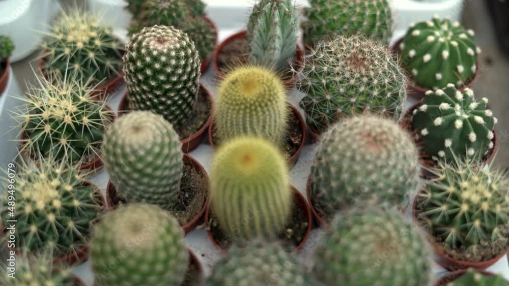 different beautiful cacti grow on the shelves in the supermarket. Sale of indoor plants. different beautiful cacti grow on the shelves in the supermarket. Sale of indoor plants.