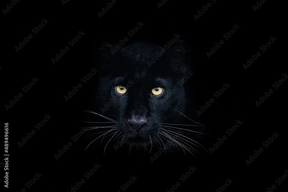 Black panther with a black background