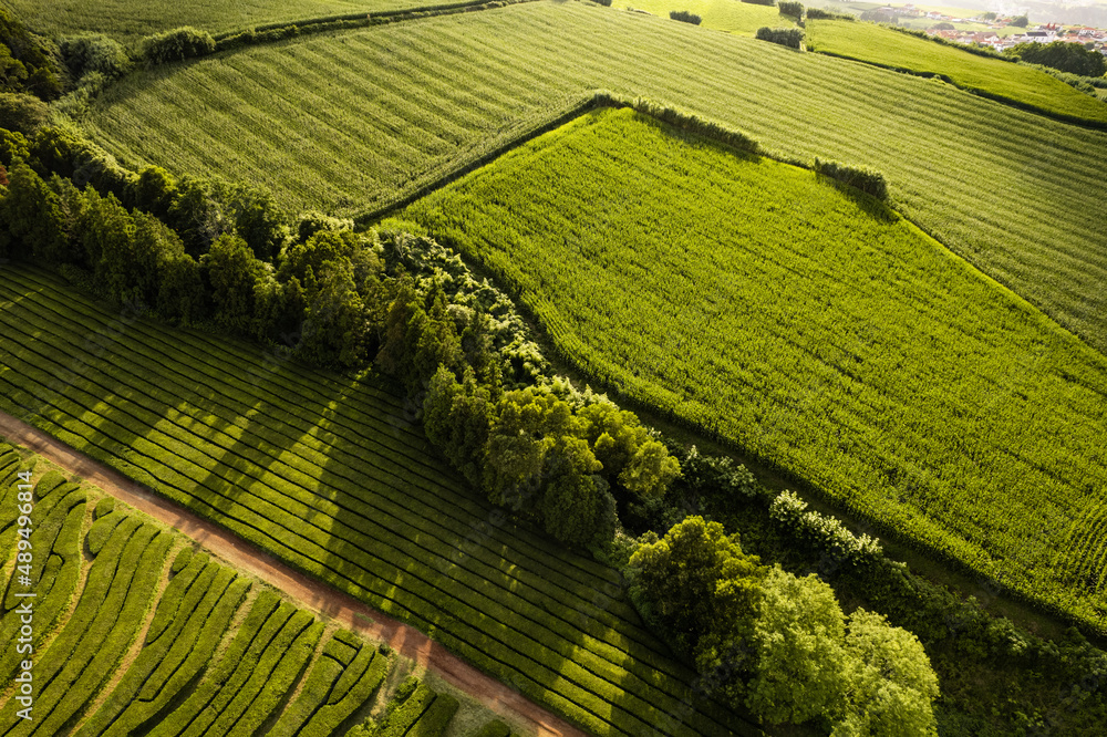 Fototapeta premium Scenic landscape of tea plantations on sunny day