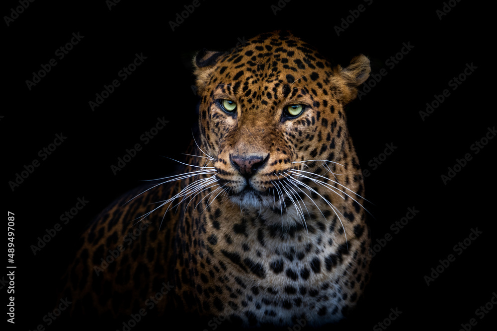 Leopard with a black background