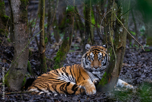 Tiger resting in the forest