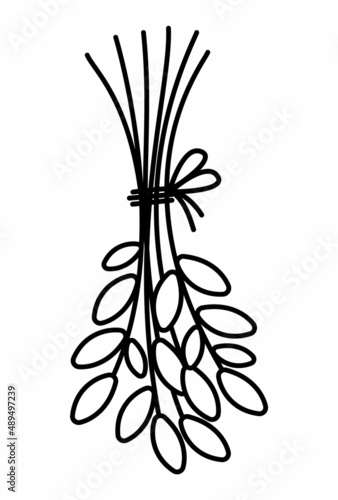 Vector black and white leaves bouquet. Outline crop bunch tied with rope. Funny plant illustration or coloring page isolated on white background. Drying twigs hanging upside down.
