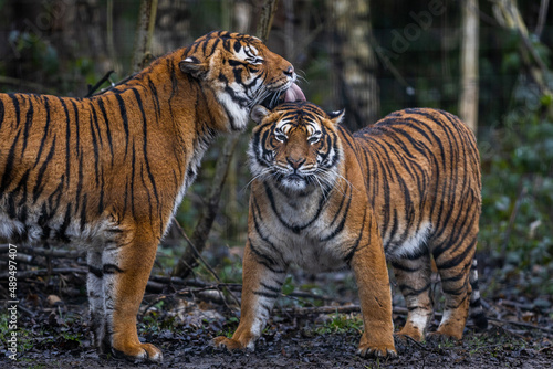 Interaction between two tigers in the forest