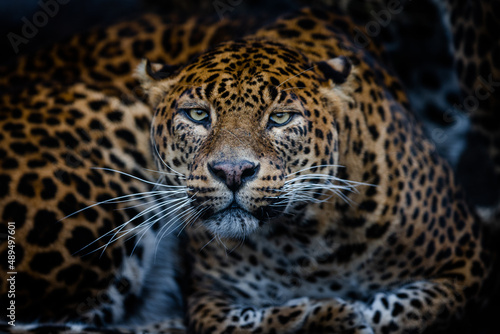 Angry leopard in the forest