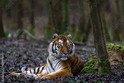 Obraz na płótnie Tiger resting in the forest w salonie