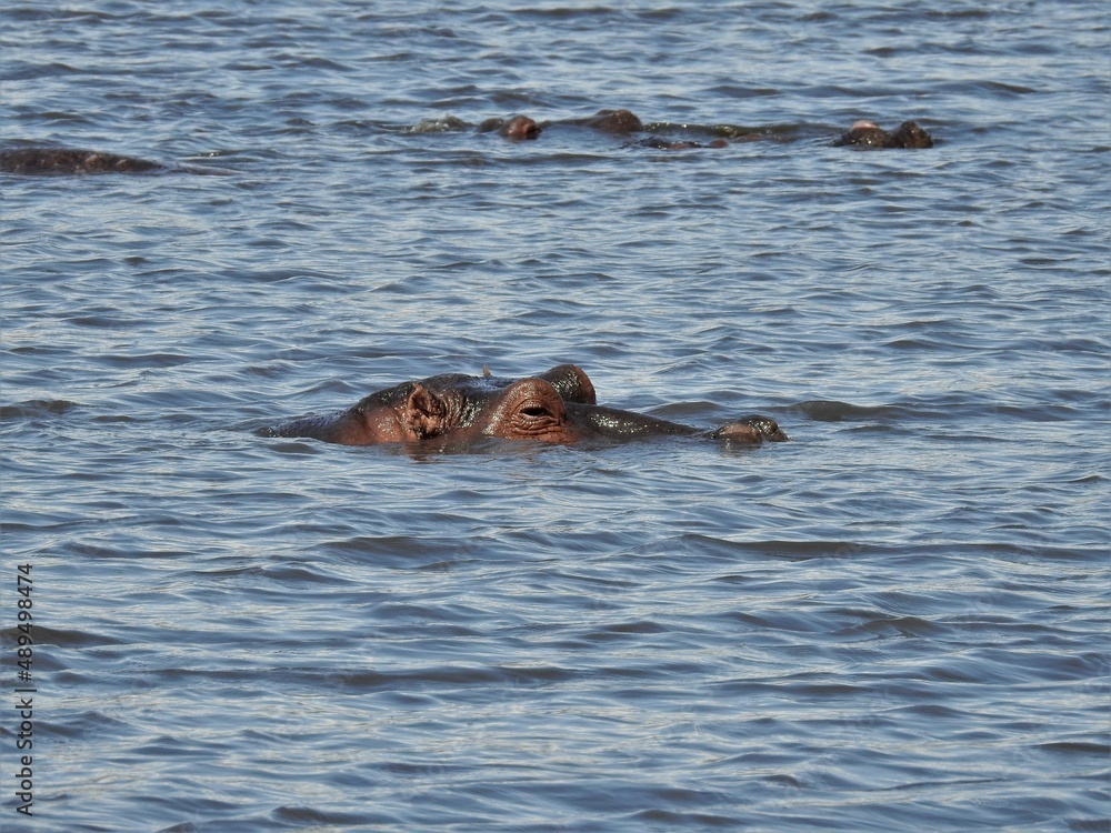 Fototapeta premium Hippo life