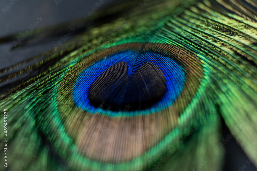 Naklejka premium colourful peacock feature