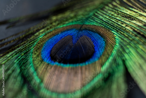 colourful peacock feature  © Hari