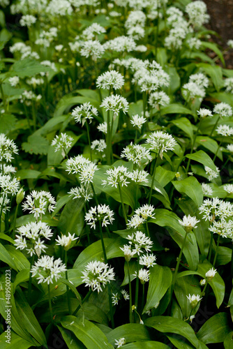 Wild garlic -  Allium Ursinum called ramsons, wild cowleek, cowlic, buckrams, bear leek growing in the woods in united Kingdom. photo