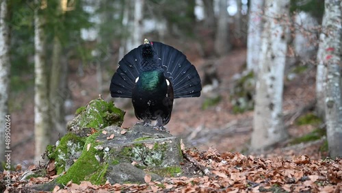 Western capercaillie male in the wild (Tetrao urogallus) photo