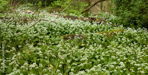 Wild garlic -  Allium Ursinum called ramsons, wild cowleek, cowlic, buckrams,  bear leek growing in the woods in united Kingdom. photo