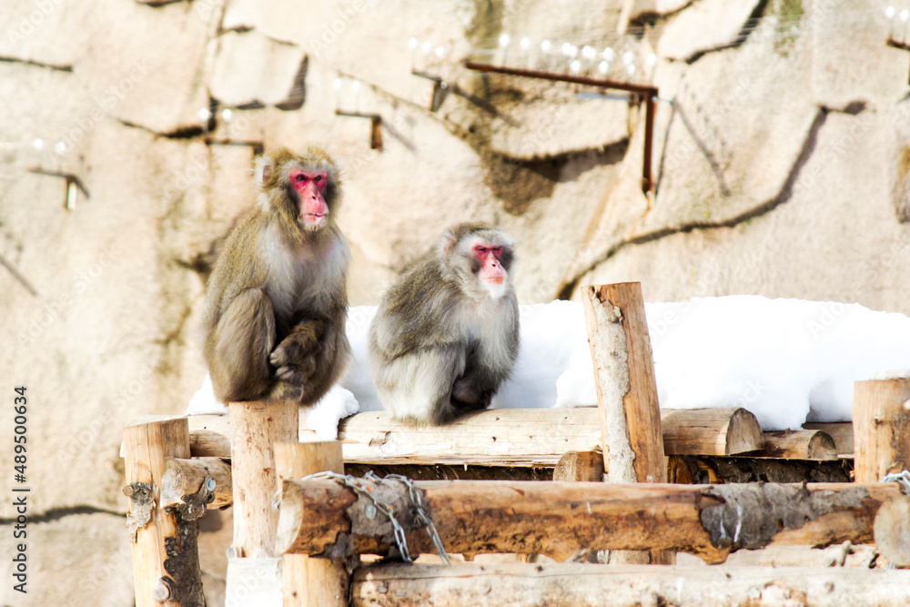 Two monkeys with nature, winter season