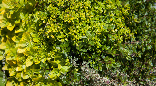 Fotografi Thyme -  medicinal plant in the herbal kitchen garden -  many varieties - citrus thyme, lemon thyme, elfin thyme, origanum