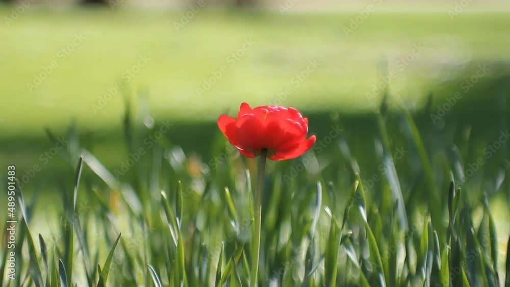 Red tulips on a background of bright green grass. Sunny day in the spring park. Abstract blurred spring background - tulips in a flower bed. Red tulips on a background of bright green grass. Sunny day in the spring park. Abstract blurred spring background - tulips in a flower bed.