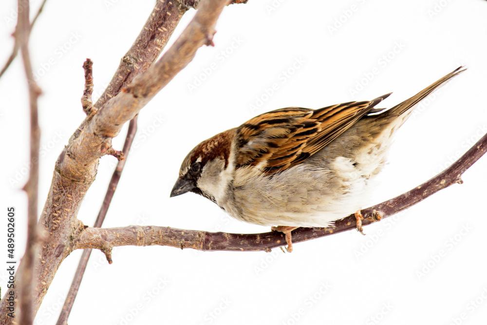 A beautiful sparrow on a tree branch so close A beautiful sparrow on a tree branch so close