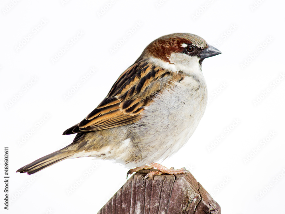 A beautiful sparrow on a tree branch so close A beautiful sparrow on a tree branch so close
