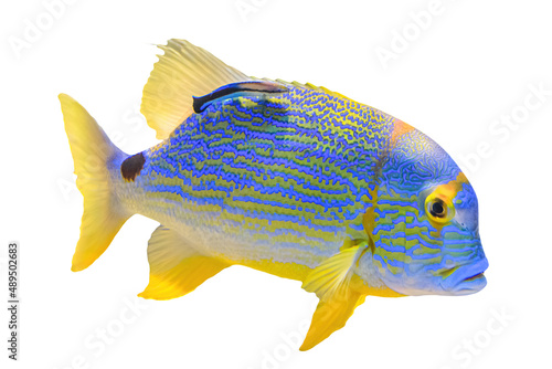 Sailfin snapper fish or blue-lined sea bream isolated on white background. Symphorichthys spilurus species living in Indian Ocean and western Pacific Ocean. Western Australia Great Barrier Reef. photo