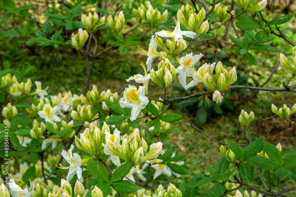 Fototapeta premium white and yellow flowers (Rhododendron molle subsp. japonicum)