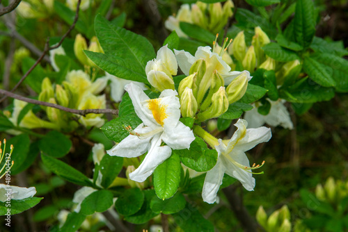 white and yellow flowers (Rhododendron molle subsp. japonicum)