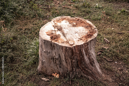 stump. felled tree. Wooden circle Stump slowly rotates close-up background.
