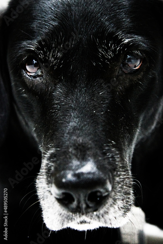 犬